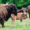 Day 25 – Bison Farm Stay – Elevage Bisons de Poitou, Valdivienne, France