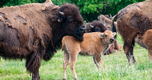 Day 25 – Bison Farm Stay – Elevage Bisons de Poitou, Valdivienne, France